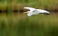 Great Egret-16